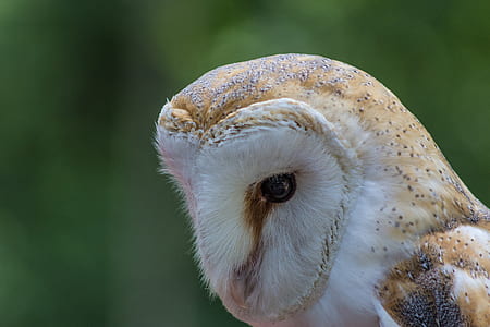 closeup photo of beige barn owl thumbnail