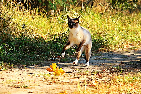 Siamese cat thumbnail