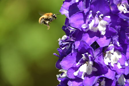 selective focus photography of bee hovering in front of purple petaled flower thumbnail