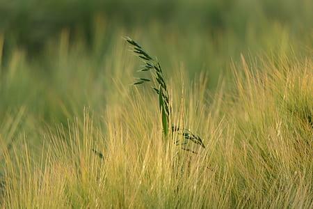 selective-focus photography of green leafed plant thumbnail