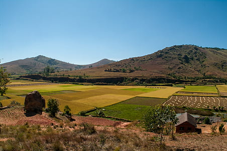 rice field under clear blue sky thumbnail