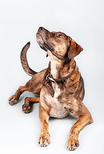 short-coated tan and black dog thumbnail