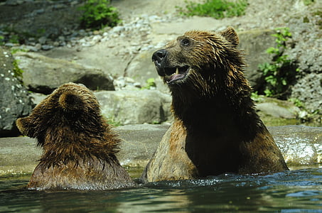 grizzly bear dipping on body of water thumbnail