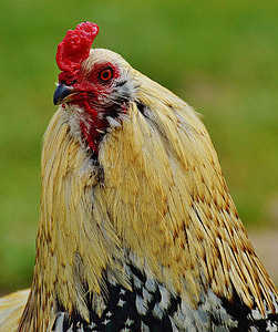 showing yellow rooster thumbnail