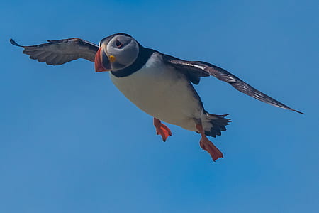 flying bird under clear blue sky at daytime thumbnail