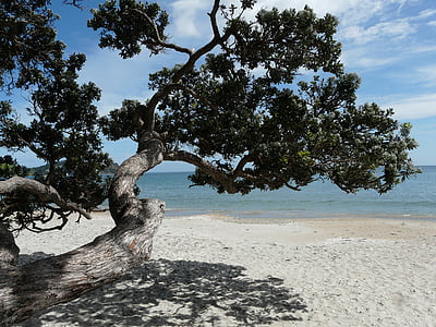 green leaf tree in white sandy beach during daytime thumbnail