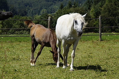 wildlife photography of two horse on yard thumbnail