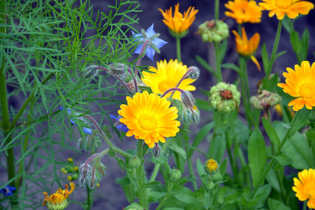 selective focus of yellow flowers thumbnail