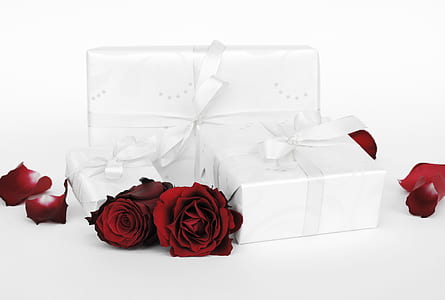 three white wrapped gift boxes and roses thumbnail