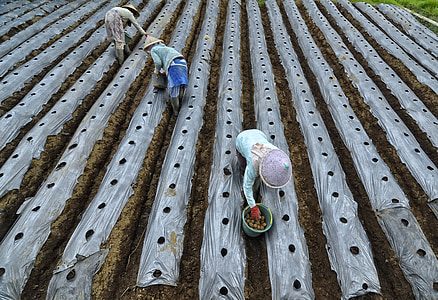 three farmers planting on field thumbnail