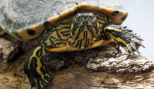 Yellow and Black Turtle thumbnail