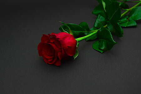 red rose in bloom on gray surface thumbnail