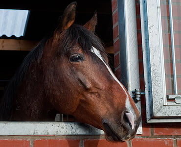 close up photography of brown horse thumbnail