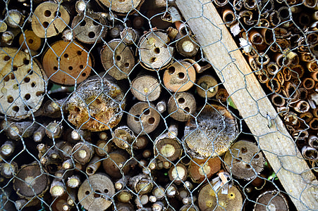 Insects Hotel, Wasp Building thumbnail
