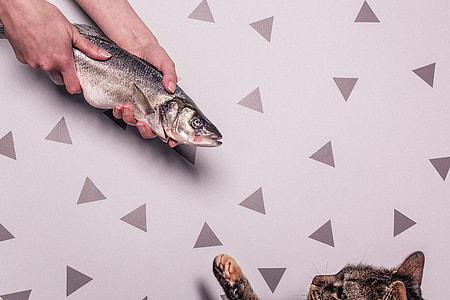 person holding grey fish thumbnail
