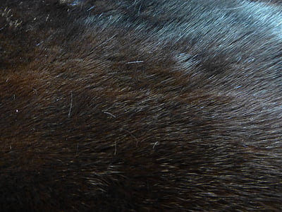 black dog fur thumbnail