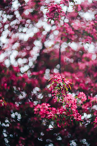 Lovely pink flowers blooming from the tree branches thumbnail
