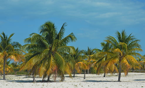 palm trees on beach under blue calm sky thumbnail