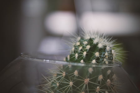 selective focus photo of green cactus thumbnail