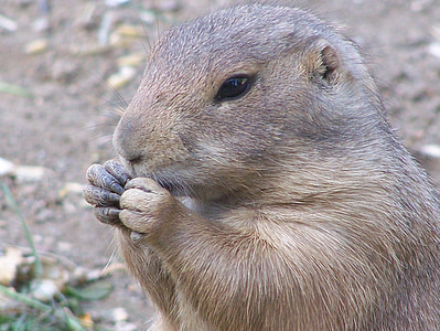 brown rodent eating near green grass thumbnail