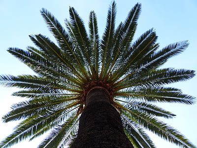 low angle photography of green tree thumbnail