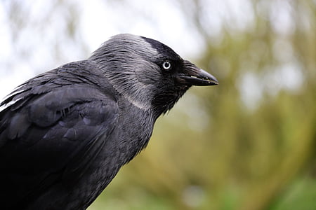 selective focus of raven thumbnail