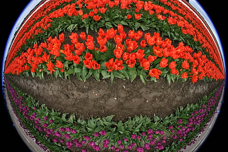 little planet photography of purple and red tulip forming an eye thumbnail