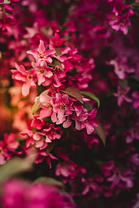 selective focus photography of pink petaled flowers thumbnail