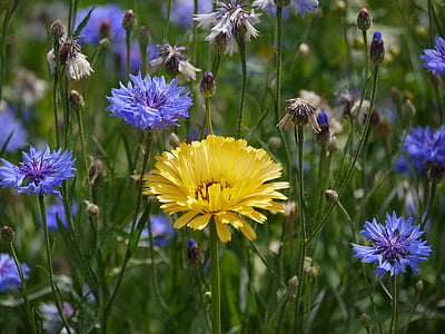 shallow focus photography of yellow petal flowers thumbnail