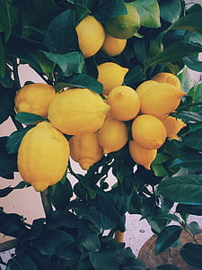 lemon fruits thumbnail