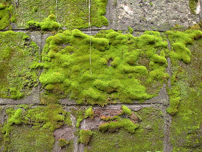 wall coated by green grass thumbnail
