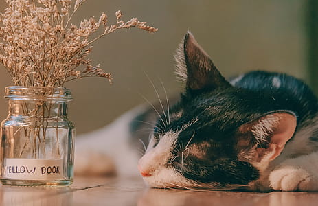 Selective Focus Photography of Cat Lying Next to Glass Jar thumbnail