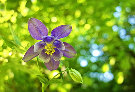 selective focus photograph of purple petaled flower thumbnail