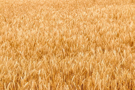 Golden wheat field on hot sunny day thumbnail
