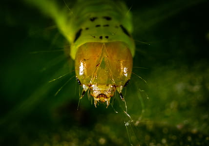 Caterpillar Close-up Photography thumbnail