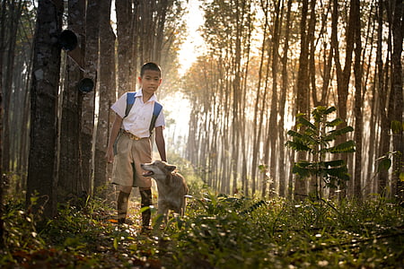boy and dog under rubber trees thumbnail