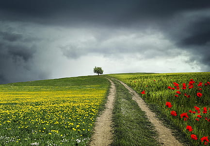solitary tree on red poppies and yellow flower field thumbnail