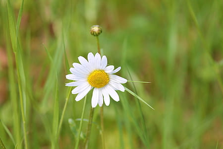selective focus photograph of white daisy flower thumbnail