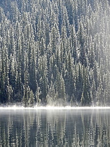 river near green pine trees thumbnail