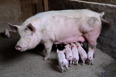 pig feeding piglets thumbnail