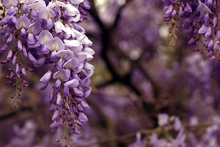 purple petaled flowers in selective-focus photography thumbnail