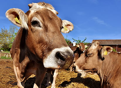 three brown cows standing on brown soil thumbnail