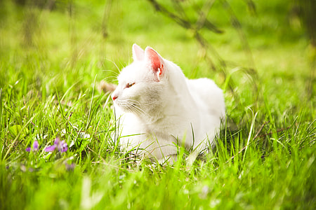 short-coated white laying cat on grass thumbnail