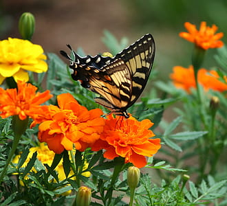 brown and black butterfly photography thumbnail