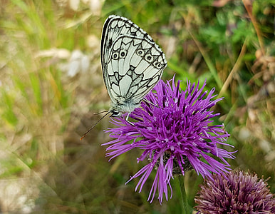 purple petaled flower thumbnail