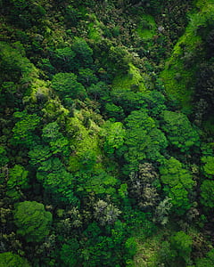 aerial view of green forest thumbnail