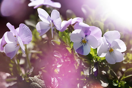 white and purple flowers thumbnail