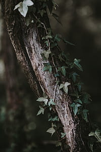 shallow focus photography of branch with green leafed vine plant thumbnail
