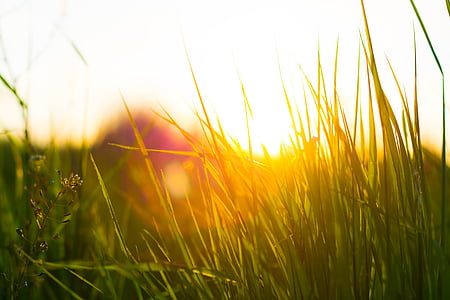 macro shot photography of green grasses thumbnail