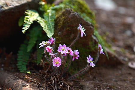 purple petaled flowers and ferns on ground thumbnail